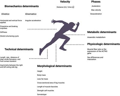 Anthropometric and mechanical factors determining sprint in young soccer players: a brief report